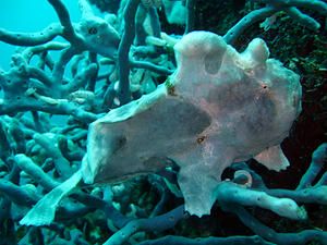 Antennaire--Antennarius-commersonii--Moalboal--Philippines-01.JPG