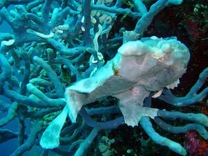 Antennaire--Antennarius-commersonii--Moalboal--Philippines-02.JPG