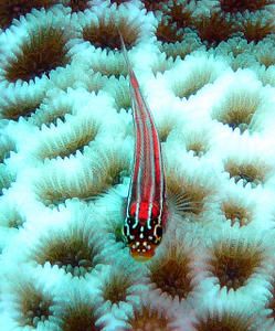 Helcogramma-striata--Apo-reef--Philippines.JPG