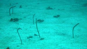 Heteroconger-ou-Anguilles-jardini--res--Apo-Island--Philippines-01.JPG