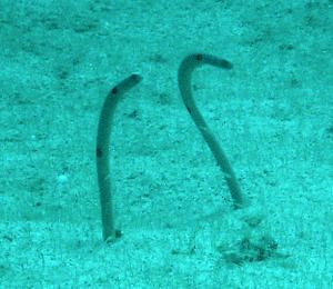 Heteroconger-ou-Anguilles-jardini--res--Apo-Island--Philippines-02.JPG