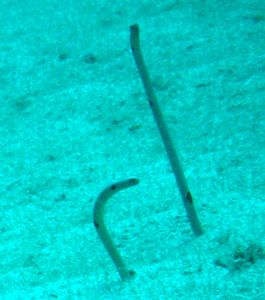 Heteroconger-ou-Anguilles-jardini--res--Apo-Island--Philippines-03.JPG