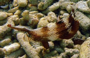 Labridae--Xyrichtys-pavo--poisson-rasoir-juv--nile--Pandan--Philippines.JPG