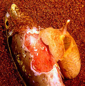 Olividae--Oliva-miniacea-mange-poisson--Dauin--Negros--Philippines.JPG