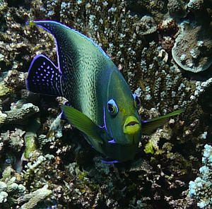 Poisson-ange----demi-cercles--Pomacanthus-semicirculatus--Apo-reef--Mindoro--Philippines.JPG