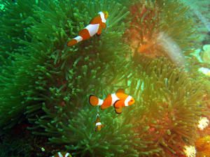 Poissons-clown--Amphiprion-ocellaris-sur-An--mone--Entacmaea-quadricolor--Apo-reef--Mindoro.JPG