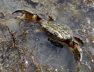 Portunidae--Crabe-vert--Carcinus-maenas--Bretagne.JPG