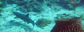 Requin--Apo-reef--Mindoro---Philippines-03.JPG