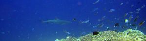 Requin--Apo-reef--Philippines-01.JPG