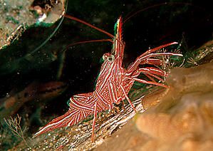 Rhynchocinetidae--Rhynchocinetes-uritai--5cm--Dauin--Philippines.JPG
