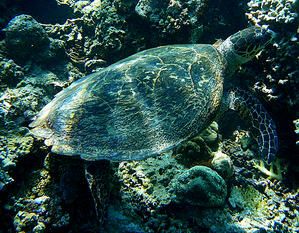 Tortue----bec-de-faucon--Eretmochelys-imbricata--Apo-reef--Mindoro--Philippines.JPG