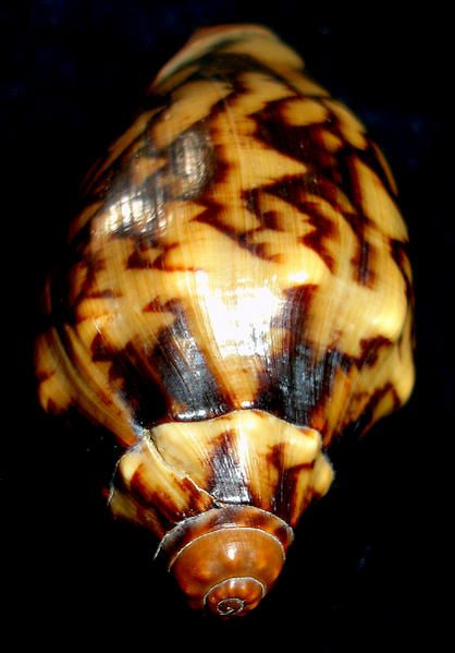 Cymbiola aulica forme cathcartiae,51mm,Zamboanga, Philippines