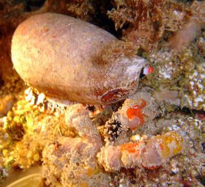Conus-et-crabe-1.JPG