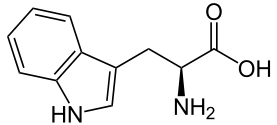 L-Tryptophan_-_L-Tryptophan.png