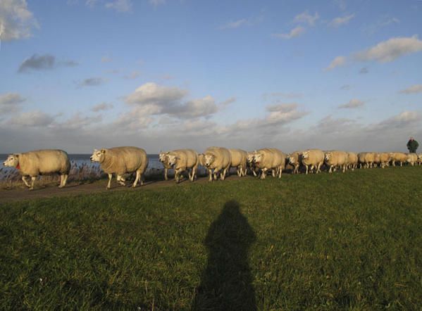 1dec07-Marken-le-berger-et-ses-moutons-2.jpg