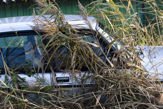 17nov07-Botshol-auto.jpg