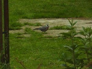 P5150004.JPG