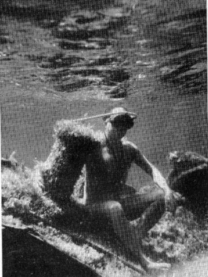 JAF-EPAVE.jpg