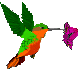 oiseaux-colibri-11-copie-1.gif