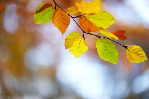 automne-branche.jpg