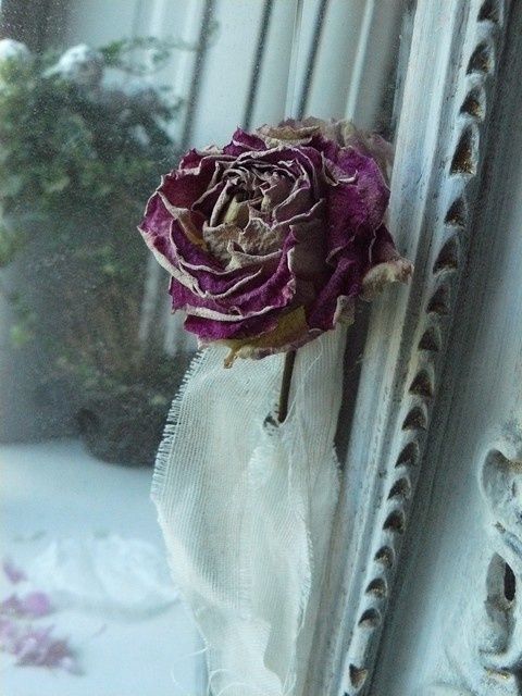 rose10.jpg