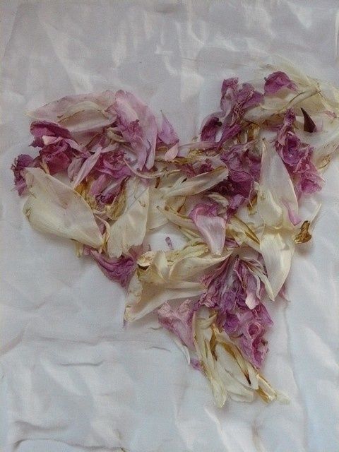 rose16.jpg