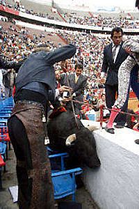 AA-pajarito-11