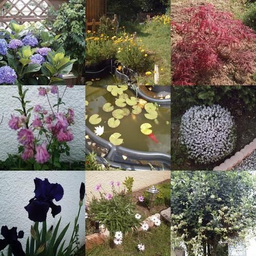 collage1.jpg