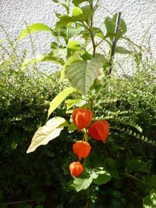fleurs-001.jpg