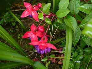 fleurs-jardin-005.jpg