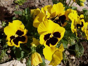 fleurs-005.jpg