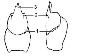 Pallipes-NB.JPG