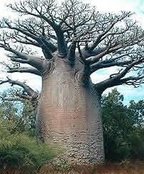 mon-arbre.jpg
