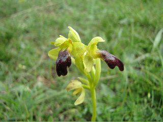 ophrys-arnoldii.jpg