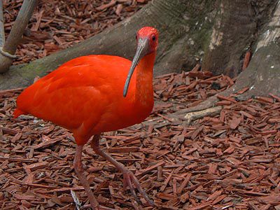 ibis-rouge.jpg