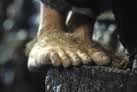 pieds-de-hobbit.jpg