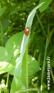 Coccinelle300lm