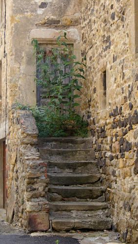 arbre----papillons-copie-1.jpg