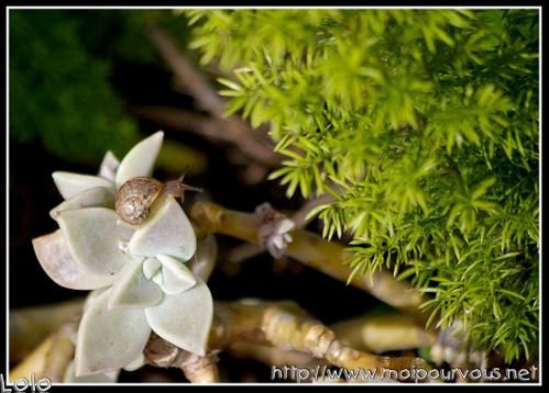 bebe-escargot-sur-plante-nommee-porcelaine.jpg