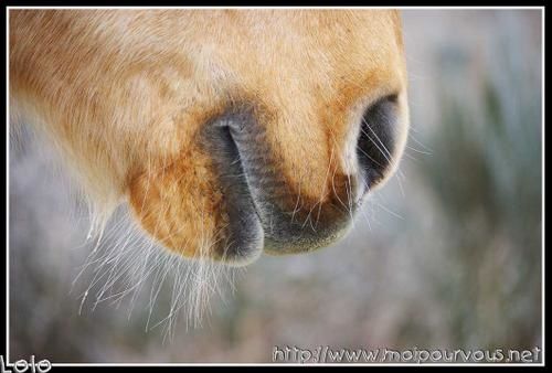 cheval-copie-1.jpg