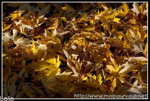 feuilles-d-erable-en-automne.jpg