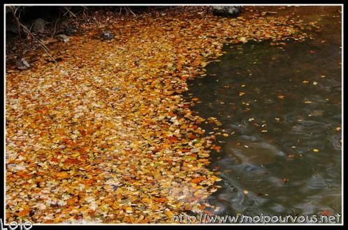 feuilles.jpg