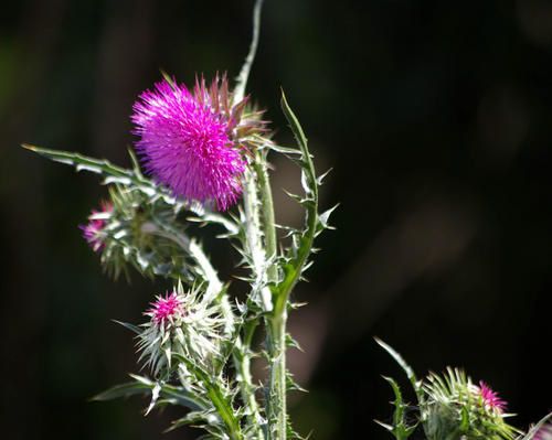 fleur.jpg
