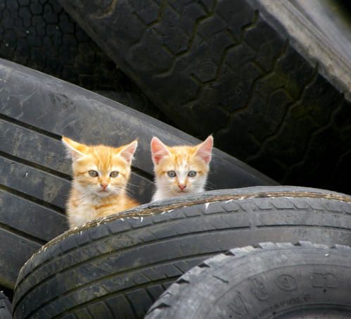 mignons.jpg