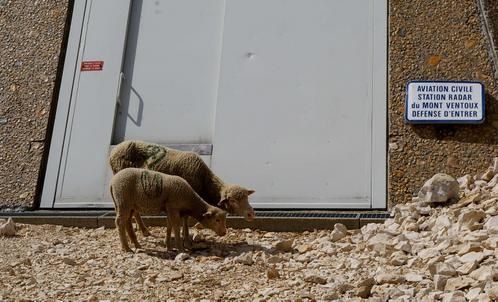 moutons-au-mont-ventoux.jpg