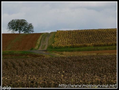 parcelles-et-chemin.jpg