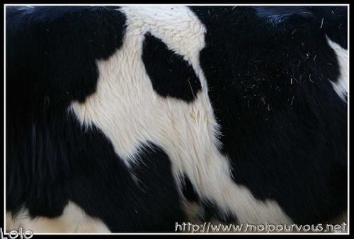 peau-de-vache.jpg