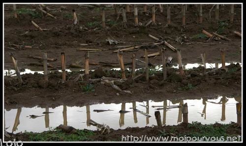 reflets-de-reste-de-ma--s.jpg