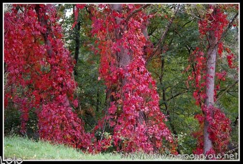 vigne-vierge-copie-1.jpg