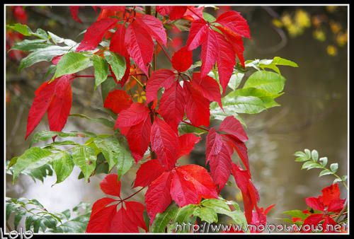 vigne-vierge-en-rouge-et-vert.jpg